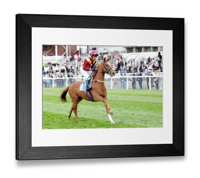 Framed Print : Lisburn Ridden By T.Williams York May Festival 2008 York Racecourse Framed Print : Lisburn Ridden By T.Williams York May Festival 2008 York Racecourse