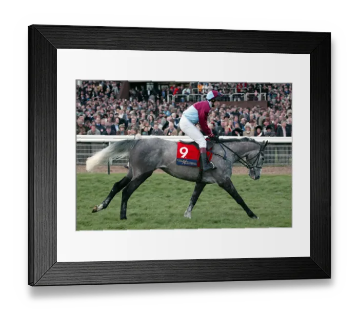 Framed Print : Royal Emperor Framed Print : Royal Emperor