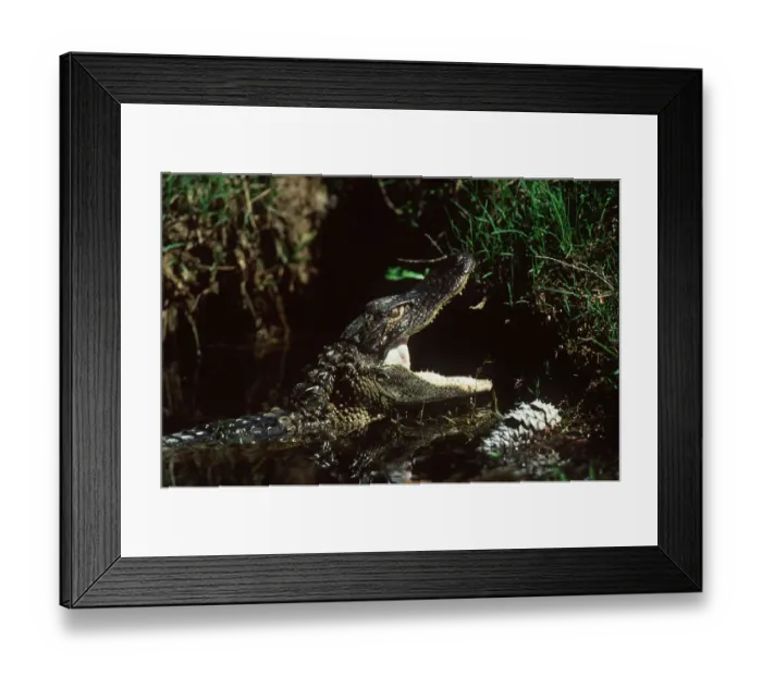 Framed Print : Aligator At Sawgrass Framed Print : Aligator At Sawgrass