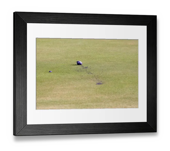Framed Print : Purple Eggs On Green