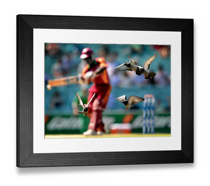 Framed Print : Andrew Fletcher & Pigeon Framed Print : Andrew Fletcher & Pigeon