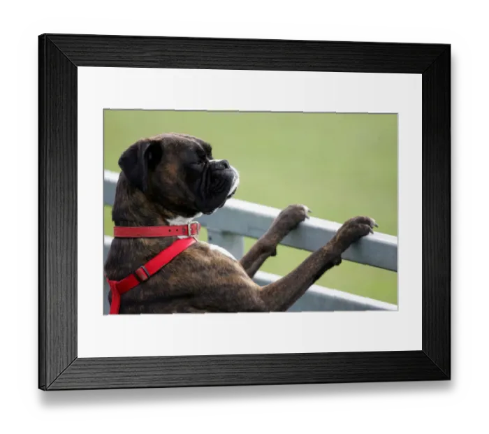 Framed Print : Boxer Dog Watches Cricket Framed Print : Boxer Dog Watches Cricket