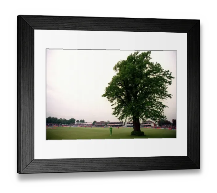 Framed Print : Lime Tree At Canterbury Framed Print : Lime Tree At Canterbury