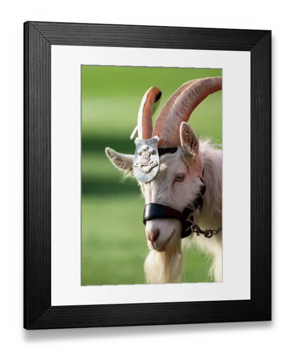 Framed Print : Welsh Goat Mascot Framed Print : Welsh Goat Mascot
