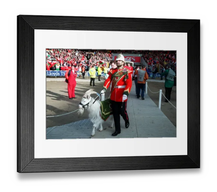 Framed Print : Regiment Mascot Leads Wales Framed Print : Regiment Mascot Leads Wales