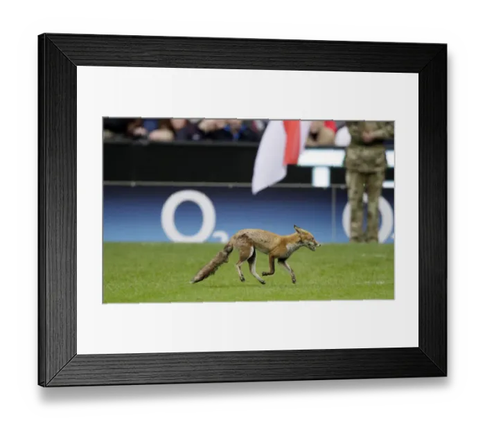 Framed Print : Fox On Twickenham Pitch Framed Print : Fox On Twickenham Pitch