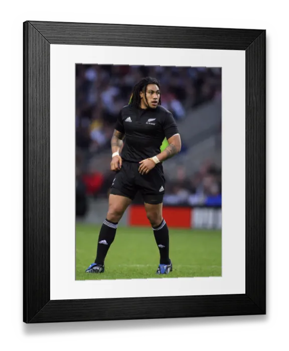 Framed Print : Ma A Nonu New Zealand Rugby Union England V New Zealand Framed Print : Ma A Nonu New Zealand Rugby Union England V New Zealand