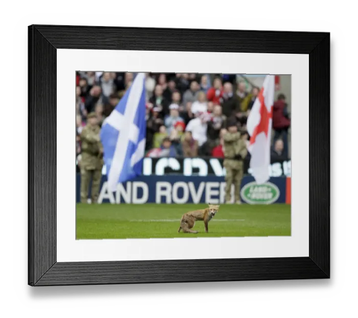 Framed Print : A Fox Takes To Twickenham Pitch Framed Print : A Fox Takes To Twickenham Pitch