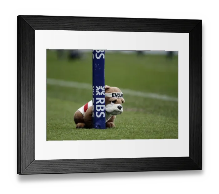 Framed Print : England Bulldog Pitchside Mascot Framed Print : England Bulldog Pitchside Mascot