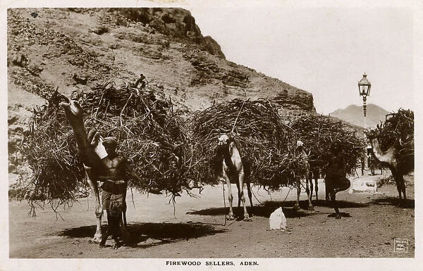 Aden, Yemen - Firewood Sellers and their camel transports