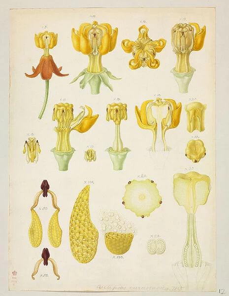 Asclepias curassavica, Tropical milkweed - London, Natural History Museum, Botany Library