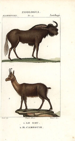Black wildebeest or gnu, Connochaetes gnou