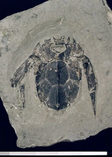 Bothriolepis canadensis, armoured fossil fish