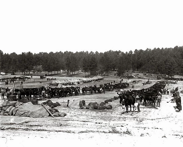 British cavalry camp, Western Front, WW1