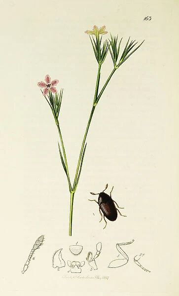 Curtis British Entomology Plate 163