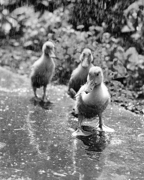 Three ducklings on a wet path