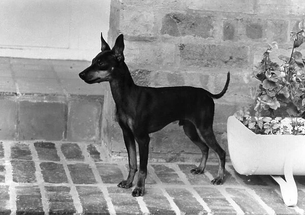 Fall  /  English Toy Terrier