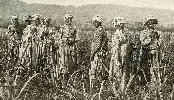 Women working in sugar cane field, Jamaica, West Indies