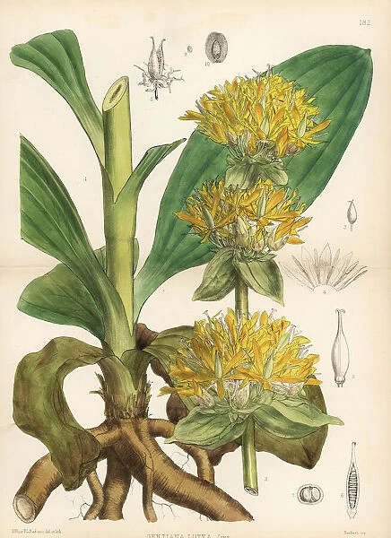 Yellow gentian, Gentiana lutea