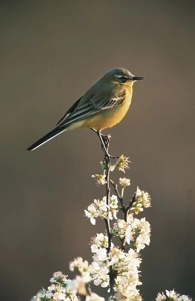 Blue-headed Wagtail on top of blossom Belgium
