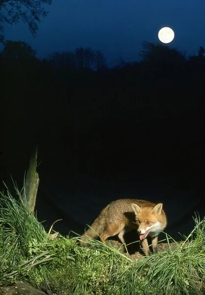Fox - in moonlight
