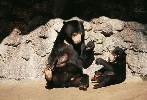 Malayan Sun Bear With cub