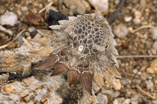 Regal Horned Lizard - showing pineal gland on head which is light sensitive - third-eye - Arizona USA