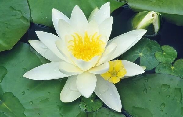 White Water Lily - in garden pond