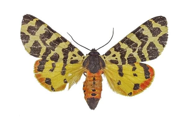 Atlantarctia tigrina moth C016  /  2088