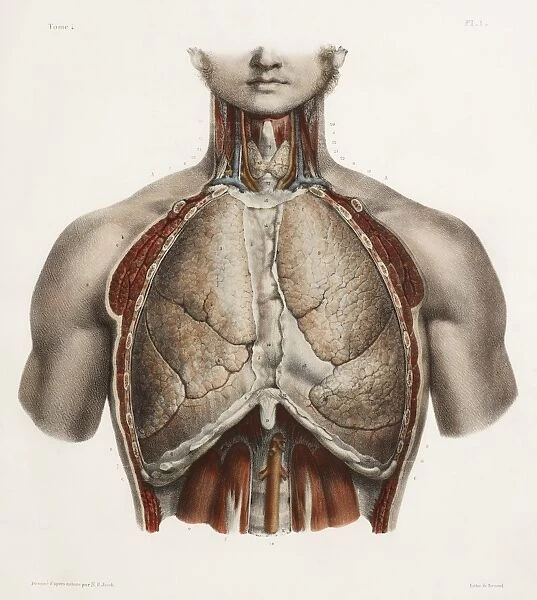Chest anatomy, 19th Century illustration