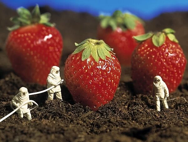 Concept of genetically engineered strawberries