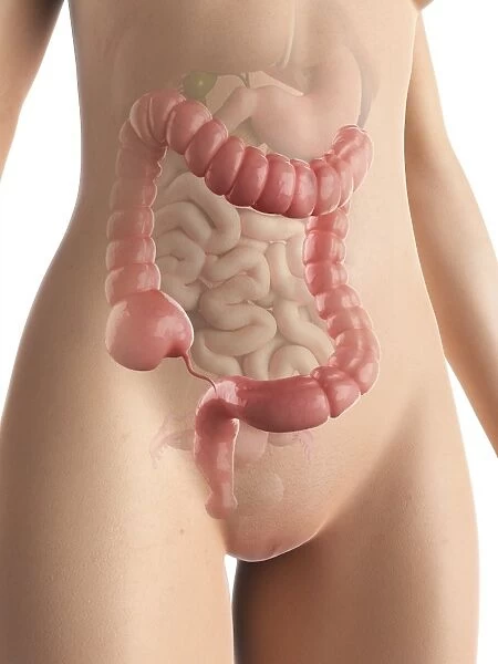 Female colon, artwork F006  /  7716