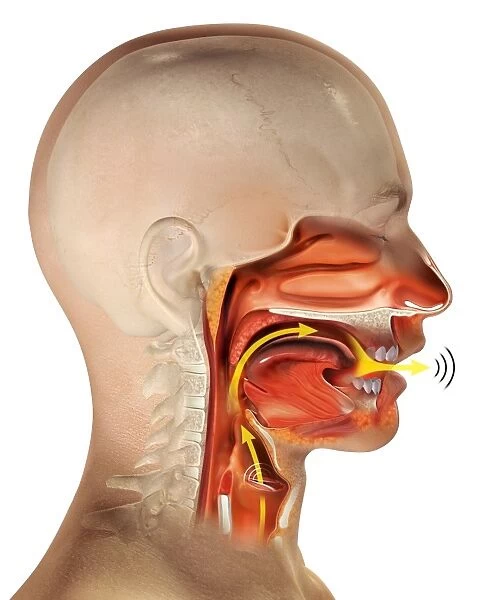 Larynx anatomy, artwork