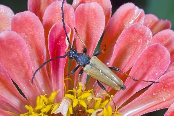 Longhorn beetle on a flower