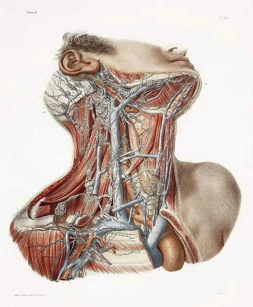 Neck anatomy, 19th Century artwork