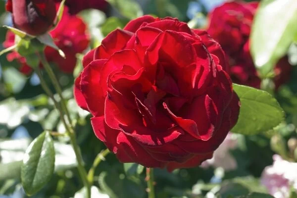 Rose (Rosa Dublin Bay Macdub )