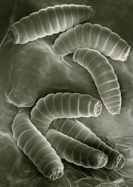 SEM of maggots of the green blow fly