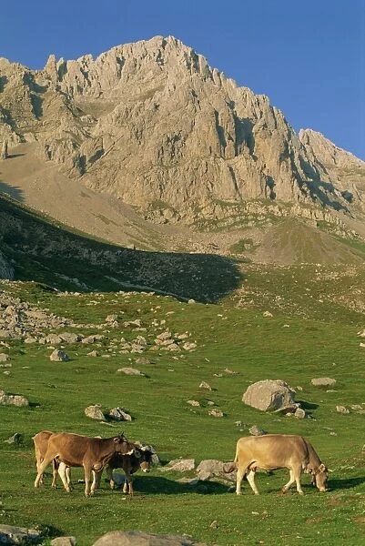 Cattle on high pasture in the central massif of the