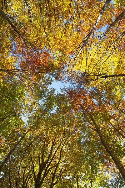 Converging trees photographed from below looking up to the sky with foliage in autumn colors, Emilia Romagna, Italy, Europe