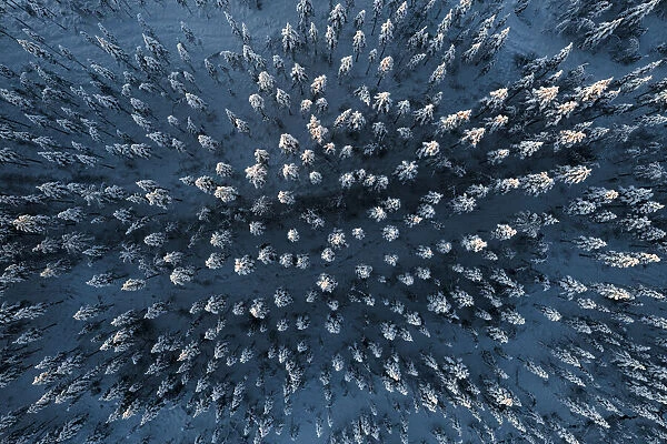 Frozen spruce trees in the snowcapped forest during the arctic winter, aerial view, Lapland, Finland, Europe