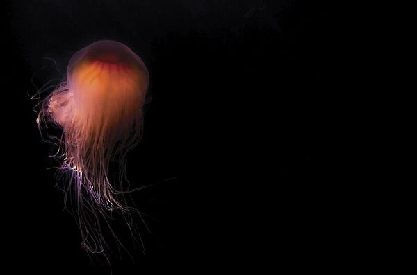 Lions mane jellyfish ((Cyanea capillata), Prince William Sound, Alaska, United States of America