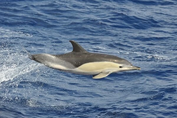 Common Dolphin (Delphinus delphis). Azores, North Atlantic. Taken 2008