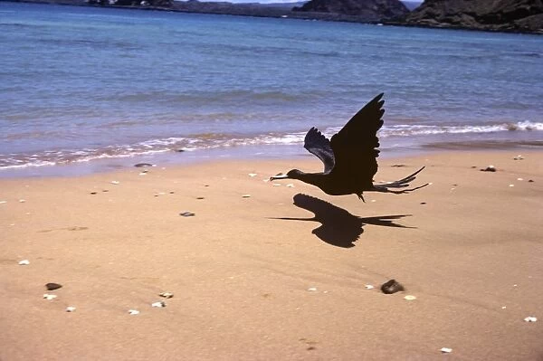 Frigatebird swooping over beach to eat turtle hatchlings. (Fregata magnificens). Bartolom Island, Galapagos