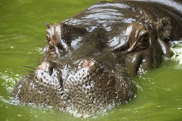 Hippopotamus (Hippopotamus amphibius) head, nostril detail, photo taken in captivity