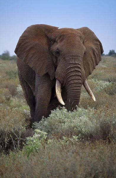 10124470. AFRICA Animals Elephants Single African elephant. Latin name Loxodonta africana
