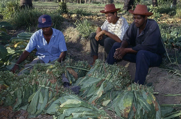 20078280. DOMINICAN REPUBLIC Agriculture Tobacco plantation workers taking break