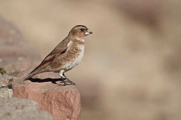 Crimson-winged Finch (Rhodopechys sanguinea aliena) North African Subspecies, adult male, standing on rock, Oukaimeden, Morocco, february