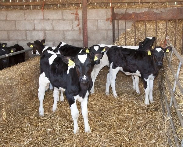 Domestic Cattle, Holstein Friesian type dairy calves, standing on straw bedding in shed, on organic farm, Shropshire, England, march