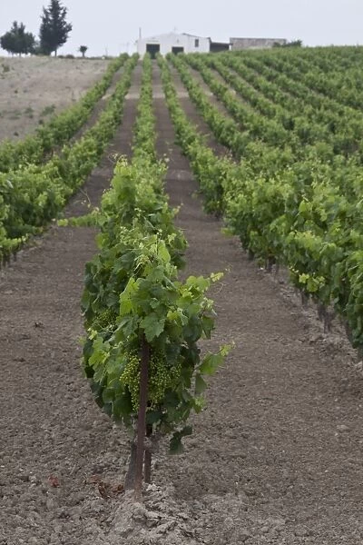 Grapes growing in chalky soil, these grapes will be made into La Gitana sherry. Andalusia Spain