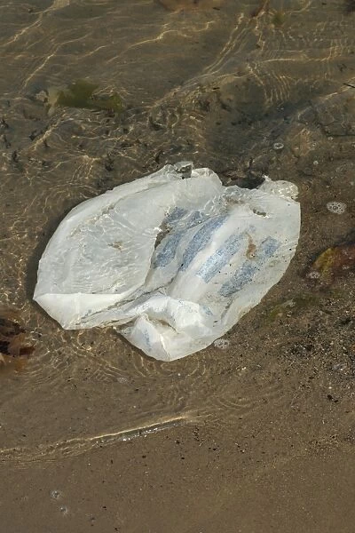 Plastic carrier bag washing up on beach, Studland, Isle of Purbeck, Dorset, England, august
